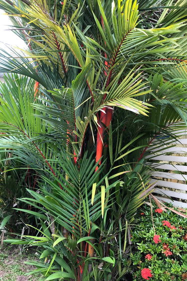 10 Red LIPSTICK PALM Sealing Wax Palm Cyrtostachys Renda Tree Houseplant Seeds